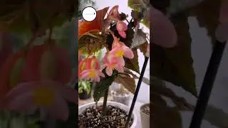 Цветущие зимой💚 Конец января, а в оранжерейке есть, чем полюбоваться🥰 