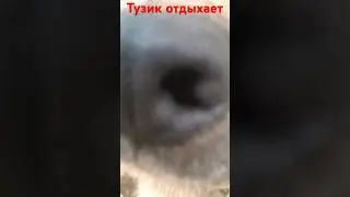 Тузик отдыхает (#СобакаТузиксновавделе). #ОПЕРАТОР @dj_shorts_official2