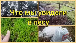 Прогулка по лесу.🌲🌳Лесные дары для нашего сада. Память о Великой Отечественной.