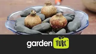 Summer-Flowering Bulbs