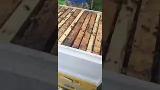 На кассетный лежак ставлю третью надставку. Беларусь и пчеловодство