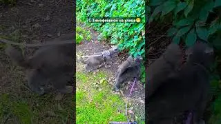 Кот Оскар с Тимофеевной😁 #cat #кот #котка #оскар