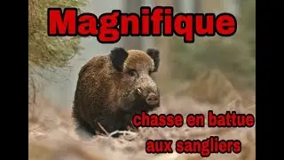 CHASSE en Battue aux grands gibiers, tir de sanglier et de chevreuils 2eme partie 2021 2022 1