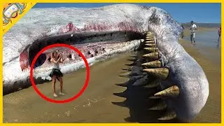 15 Obřích Tvorů Nalezených Na Plážích