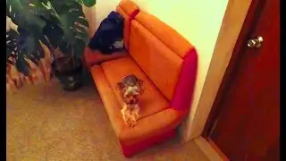 Йоркширский терьер Текила всегда рядом / Yorkshire Terrier Tequila is always there