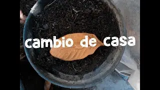 mi nuevo cuarto