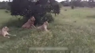 Сумасшедший кабанчик