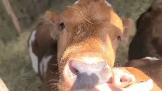 Купила лопату,сама все делает