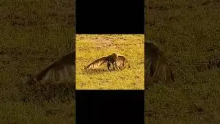 Hunting Eagle Attack Snake #shorts