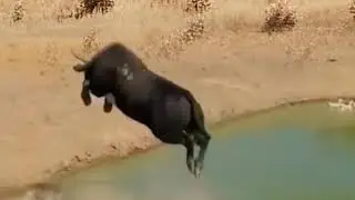 Impressive Power of a Black Bull