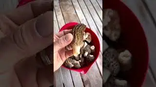 This is how foragers virtue signal on Earth Day. 😂 