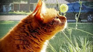 Rest in Peace my darling, Finley 2011-2024