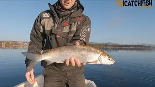 Greifensee - Felchen Fischen im Winter 2024 (Januar)  (Mit Untertitel)
