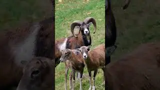 Big Horn Sheep #shorts #animals