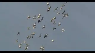 Budapesztańskie; pantosze. Budapest Highflying Pigeons Flight.