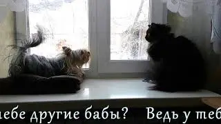 Скандальная девушка. Йорк ругается с котом. Прикол.