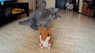 Котята мейн-кун и хомяк