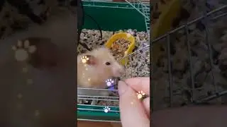 Сколько семечек сложит за щечки Хомячок?