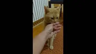 Хороший Кот Симба // Good Cat Simba