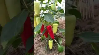 КОГДА сеять перцы на рассаду?