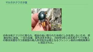 マルガタクワガタ属