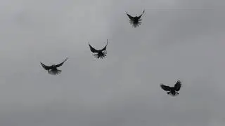 В гостях у голубеводов Кировограда (2 часть)