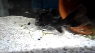 New fish and a quick shoutout