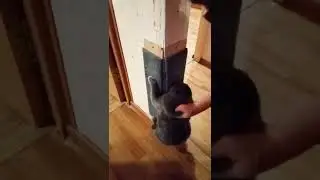 Как правильно научить кошку драть когтедёрку, а не ковер. Как отучить кошку драть ковер!
