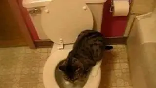 Re: How To Annoy Your Mean Kitty 3
