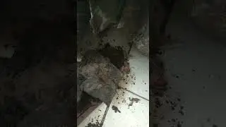 Huge chunk of soil buildup behind the fender
