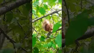 Ещё Белка в городе Барнаул