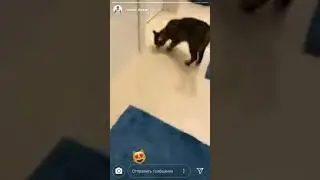 ДЖАВИД и ПУШИСТЫЙ ГОНДОН