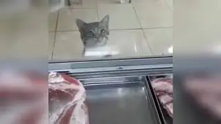 Кот в мясном магазине