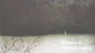 Riserva Tevere Farfa