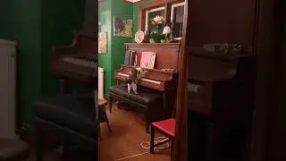 КОТ ИГРАЛ НА ПИАНИНО, НО ИСПУГАЛСЯ ХОЗЯЙКУ