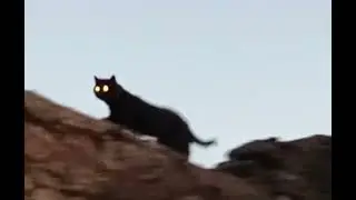 кот человек
