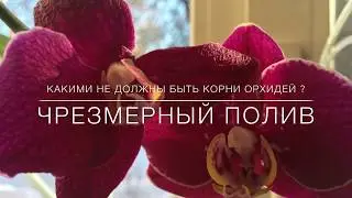 Какими Не Должны быть Корни Орхидей ? Чрезмерный Полив .