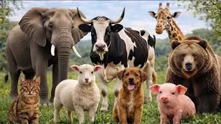 Animal sound for kids🦒🐧🐱 Cute Animal Sound Learn Wild and Farm Animals 