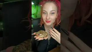 Песчаный удавчик Мюллера 
