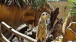 Сурикат вожак лает как собака зоопарк Лиссабон Meerkat leader barks like a dog Lisbon Zoo