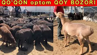 QOQON OPTOM QOY BOZORI YANGI NARXLARI