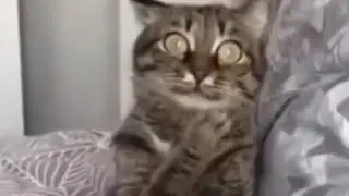 САМОЕ смешное видео с ОЗВУЧКОЙ#коты #озвучка#приколы#приколысживотными#приколыскотам#funnymoments
