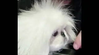Пекинес Лёвушка