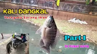 Air Kali Jakarta Surut Malah Jadi Sarang Ikan Mujair || Mancing Part 1