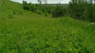 Звуки природы.Пение сверчка.Relax.Как поет сверчок степной.