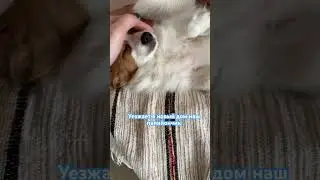 Провожаем Ларри #папийон #papillondog #папильон #cover