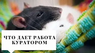 ПОЧЕМУ ПОЛЕЗНО БЫТЬ КУРАТОРОМ/ПЛЮШКИ НАСТАВНИЧЕСТВА