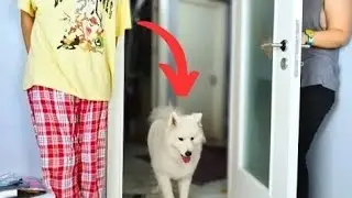 We Played Hide and Seek with Our Dog Arya! 😂 But She Totally Messed Up the Rules!