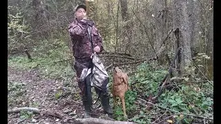 Музыкальная минутка. Песня гончих. Охота с гончей