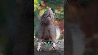 ¿Me bancan en esta?🐀🐁